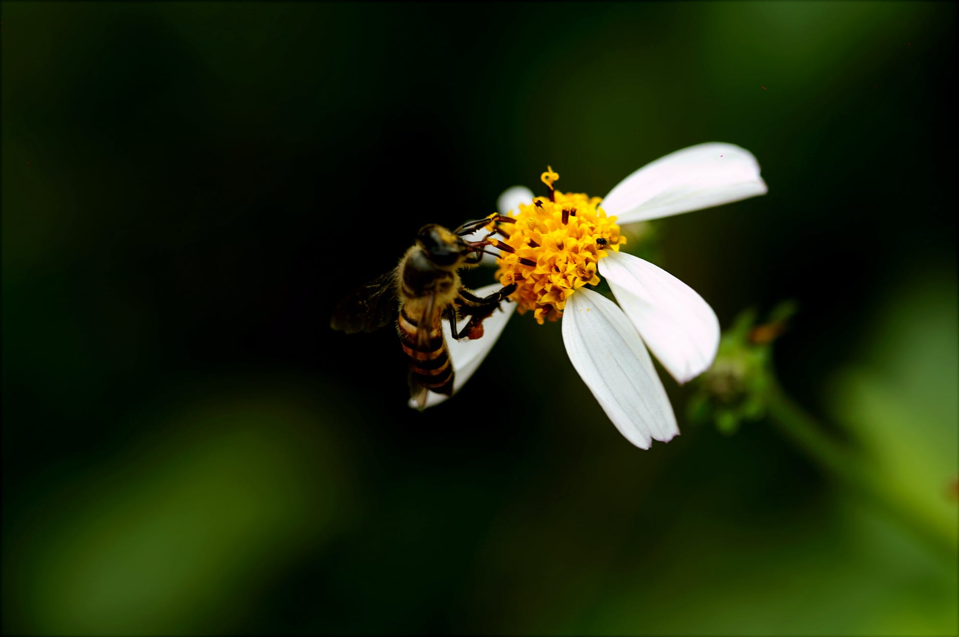 včela a kvet